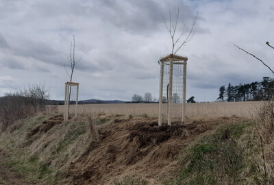 Týnec n.S.: Výsadba stromů v místní části Krusičany